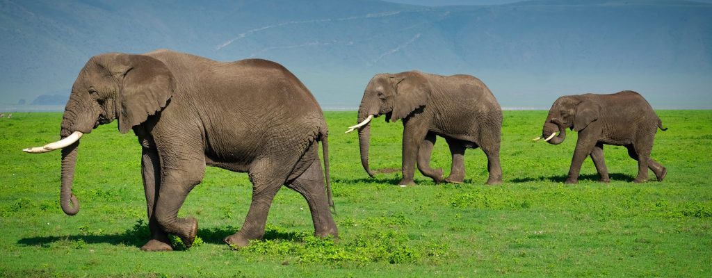 Ngorongoro Crater Safari3 Scaled 1 Ozbpi3t97sem6nuplqfr7h7a2pymizil381ozsfue8