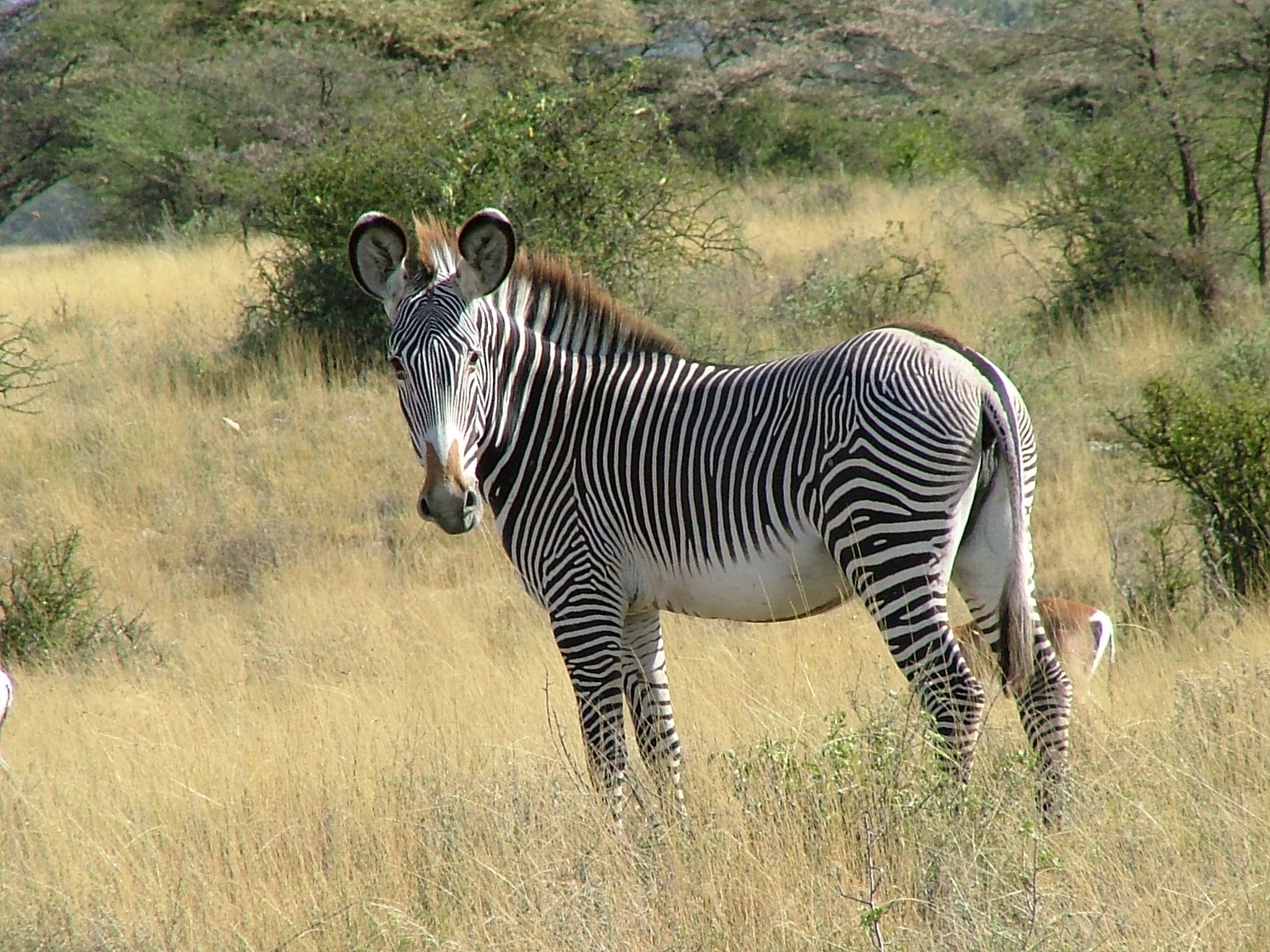 Grevy's Zebra