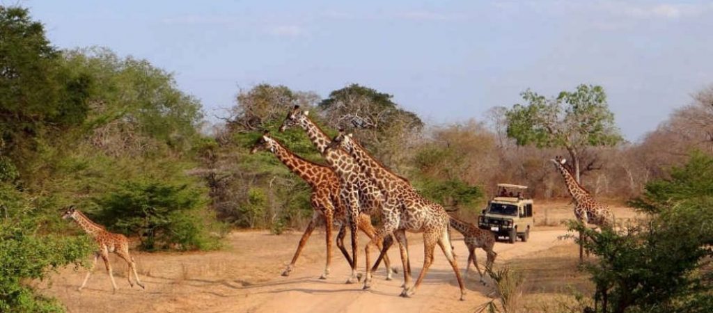 Selous Game Reserve 990x490 1 Outf7cbq14emow2lzllio8x83xbfdkpnoxtnsdd0no