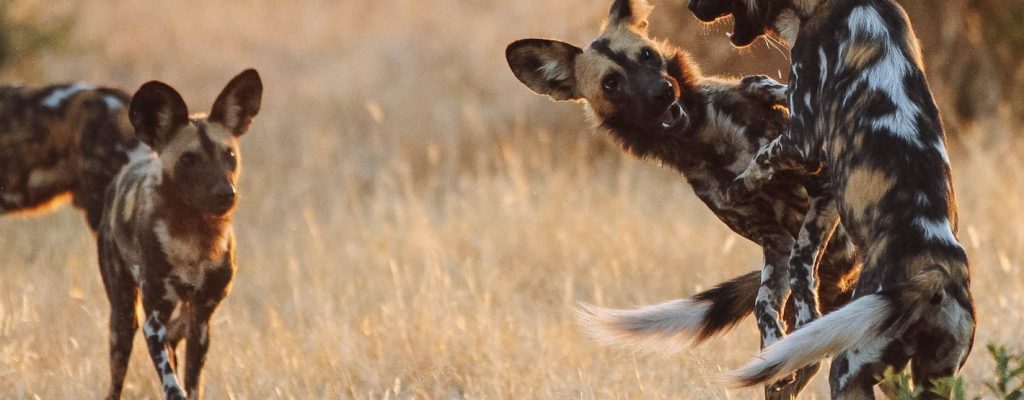 Tanzania Ruaha National Park African Wild Dog Safari Ozd6qamrk5iw96hbein2qfmltjb35vnljhaxzpabvk