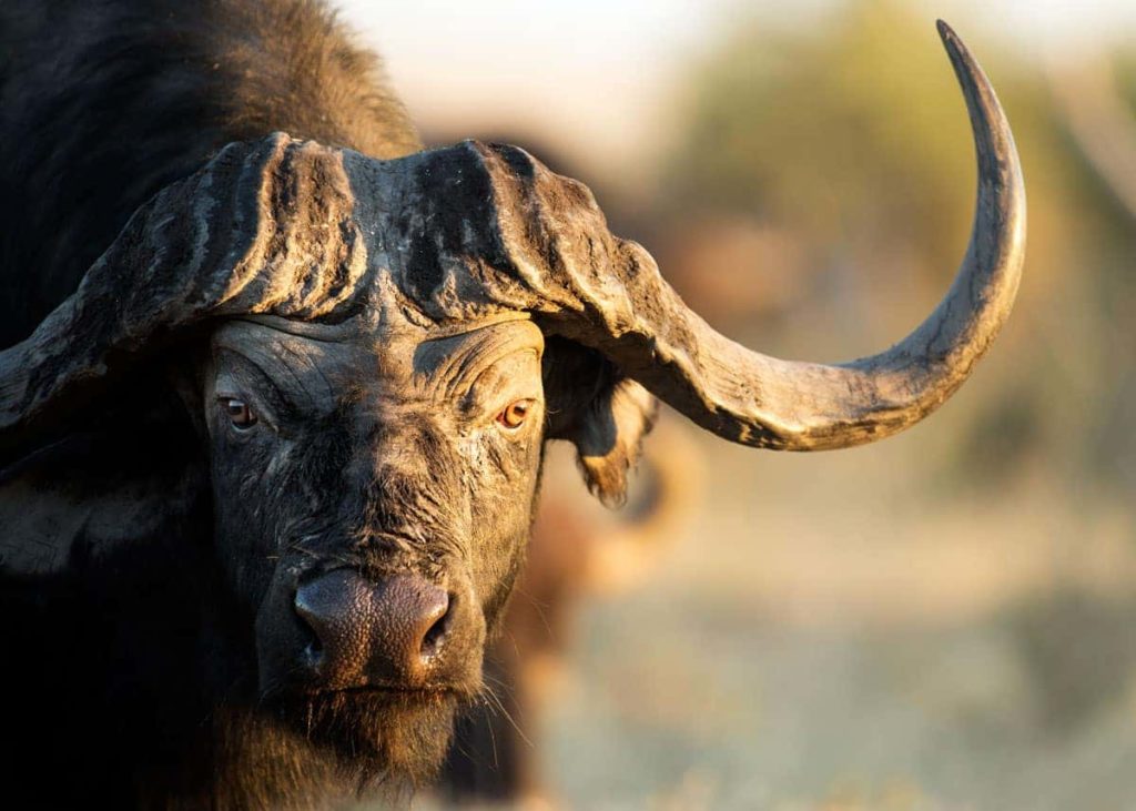 Cape Buffalo Facts 1024x731