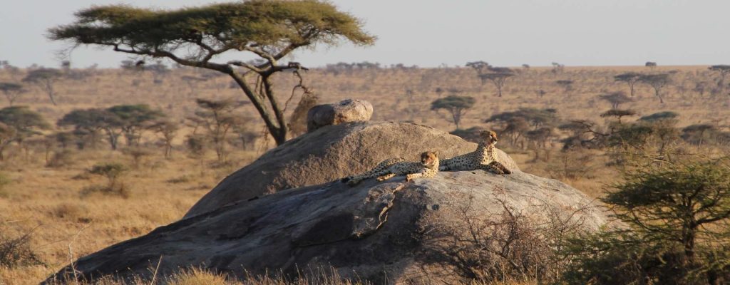 Cheetahs Koptje Serengeti Namiri Plains Mr 1920x864 Ow9tsl2oqjzfd5tetnxf8ijbian9nagyhc6u58iw80