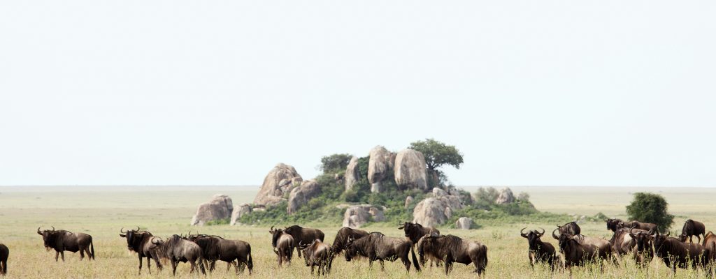 Cropnamiri Plains Migration Passing By Ow9owjustj0925ikqkmp9xpmiiam3xmmy1v8lpj5i8