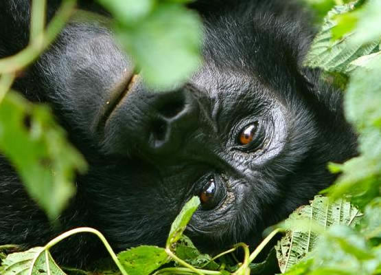 Gorilla Tracking