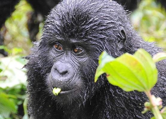 Gorillas In Uganda Ngoni