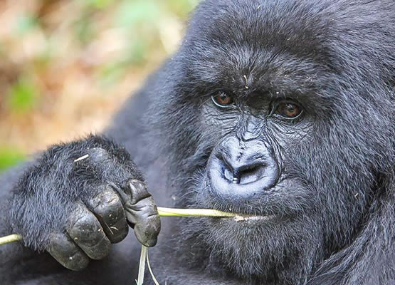 Gorillas In Uganda