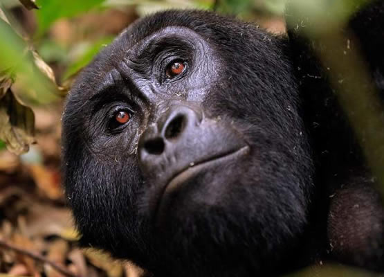 Gorillas In Uganda1