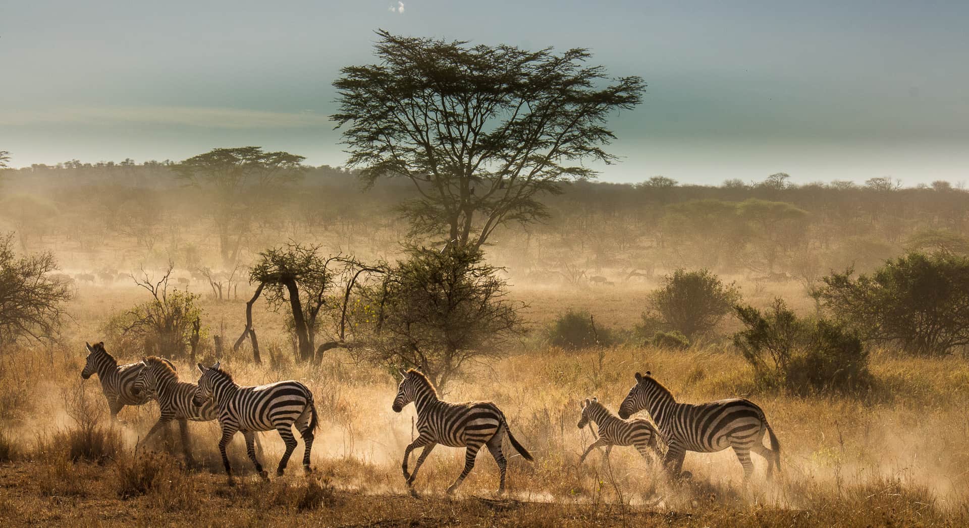 Great Migreation To Ngorongoro