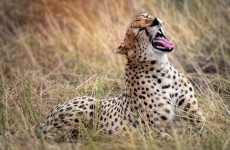 7 Days Action Packed Culture & Wildlife Safari