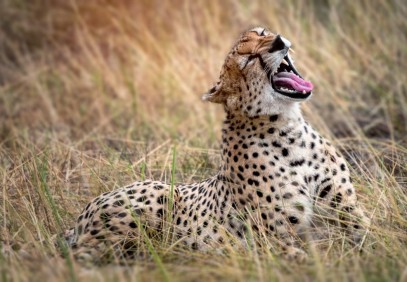 7 Days Action Packed Culture & Wildlife Safari