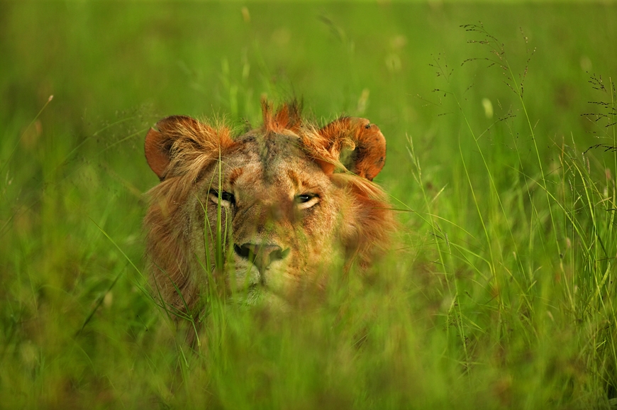 Lion On Hiding