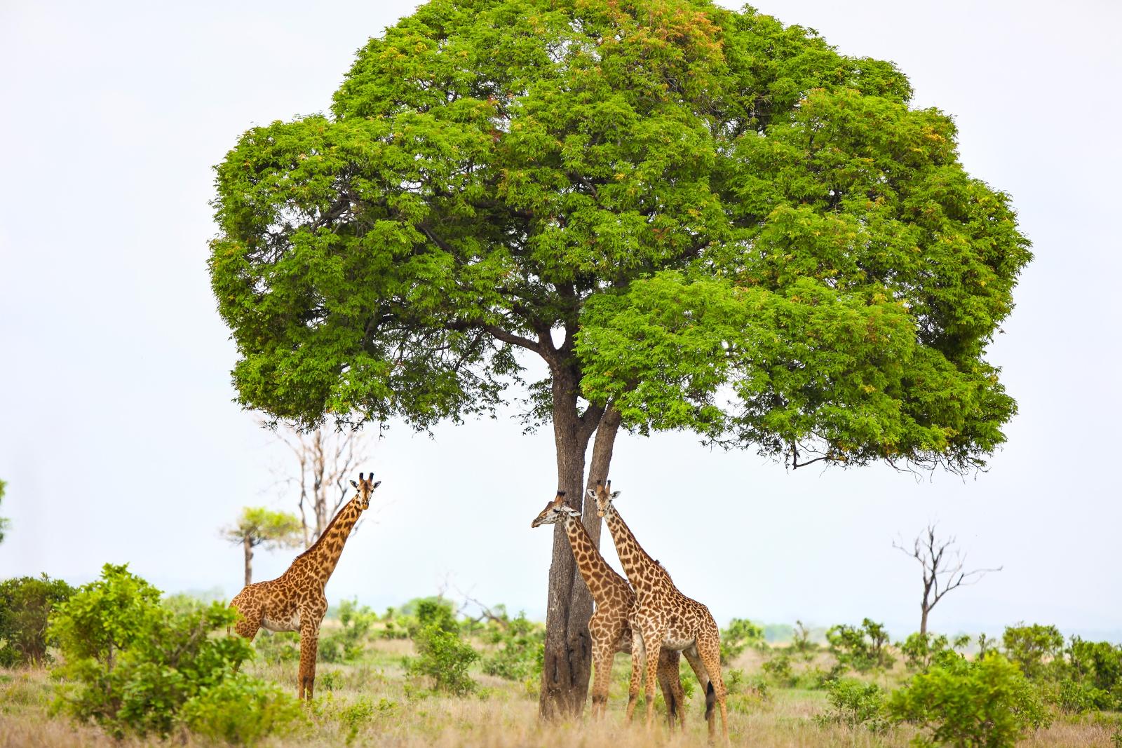 Mikumi Giraffe