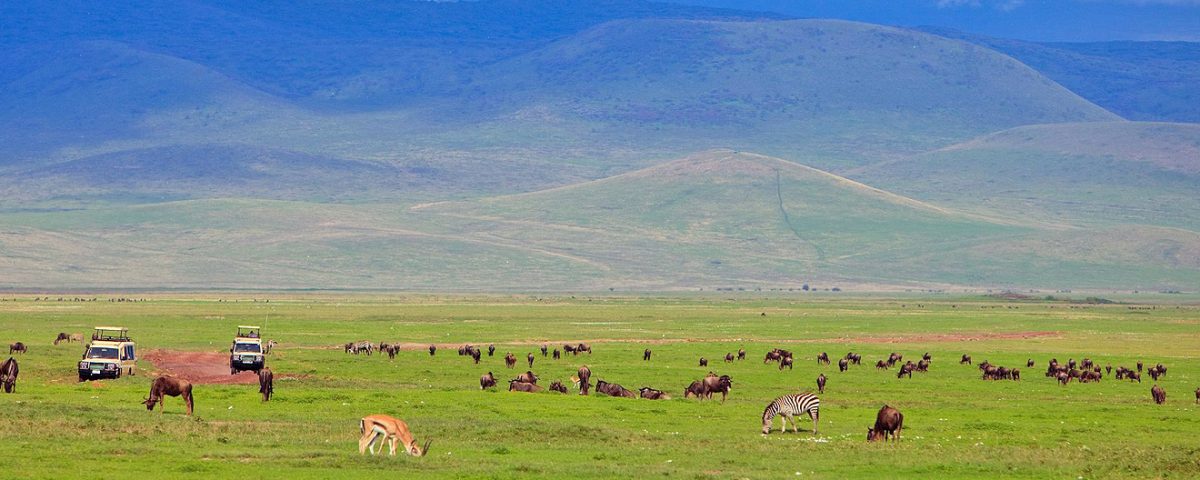 Ngorongoro Crater Wildlife