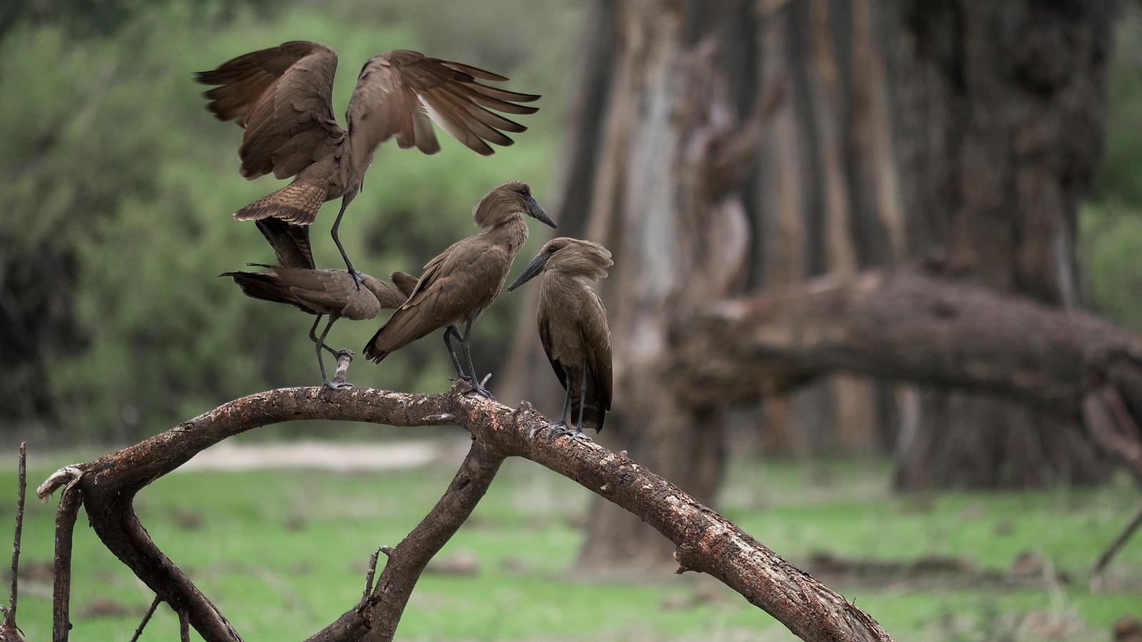 Ruah Birds