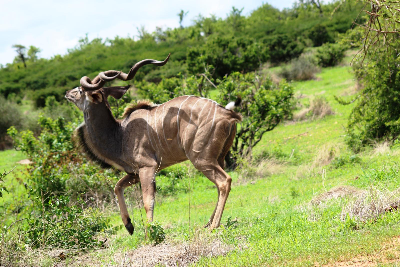 Ruah Kudu
