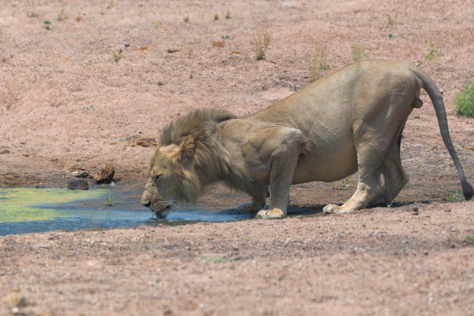 Ruah Lion