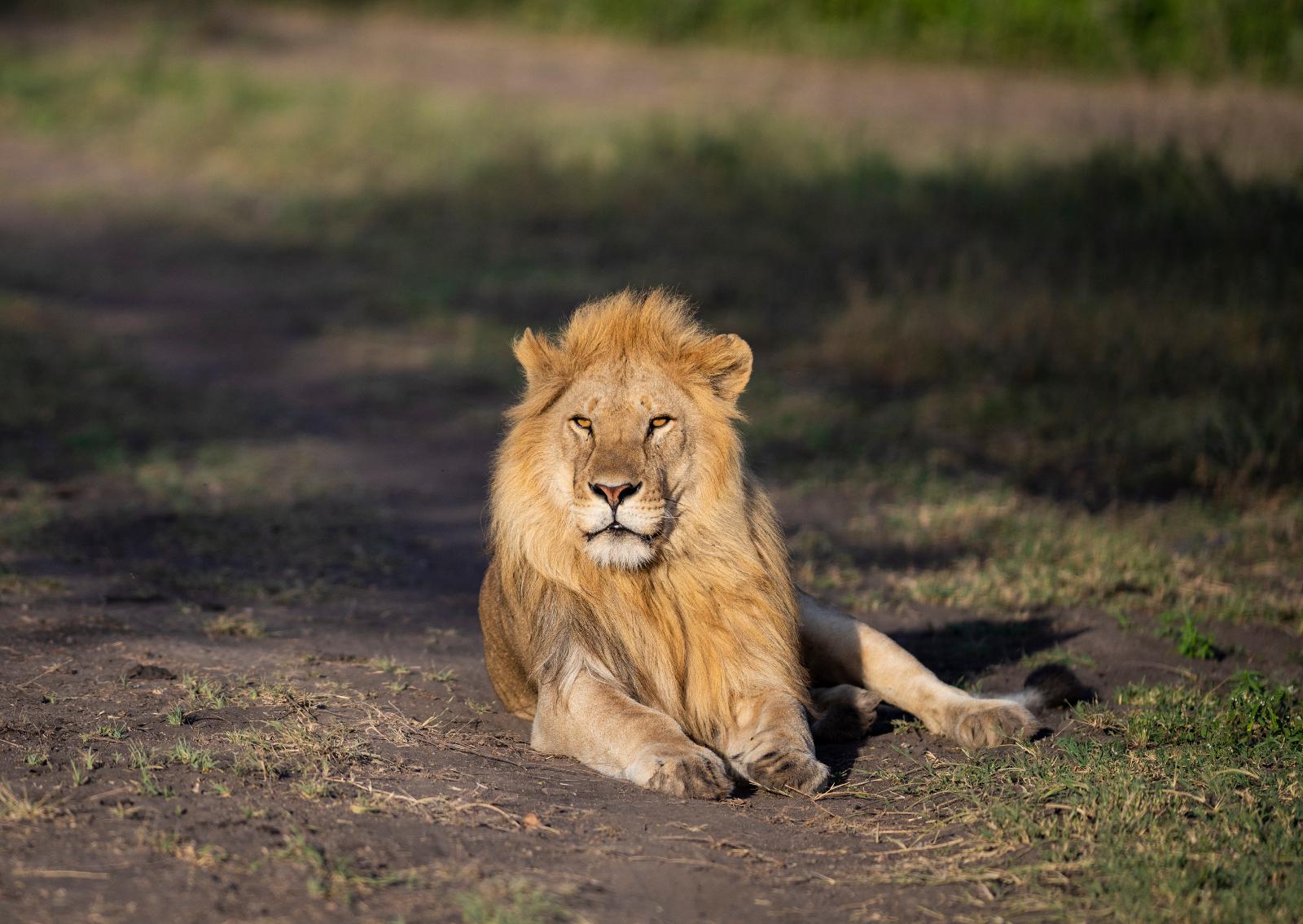 Serengeti2