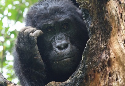 3-Day Gorilla Trekking & Batwa Uganda Budget Tour