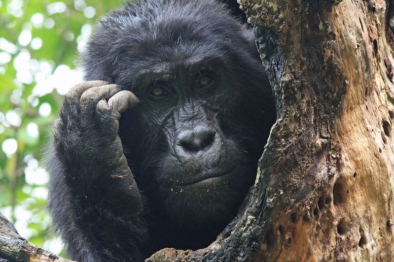 Uganda Gorillas