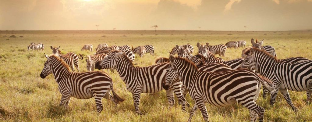 Zebra In The Serengeti In Tanzania Owxwhbkew5ftfb09furc4m8rwg6uty89un5lrkvs0w