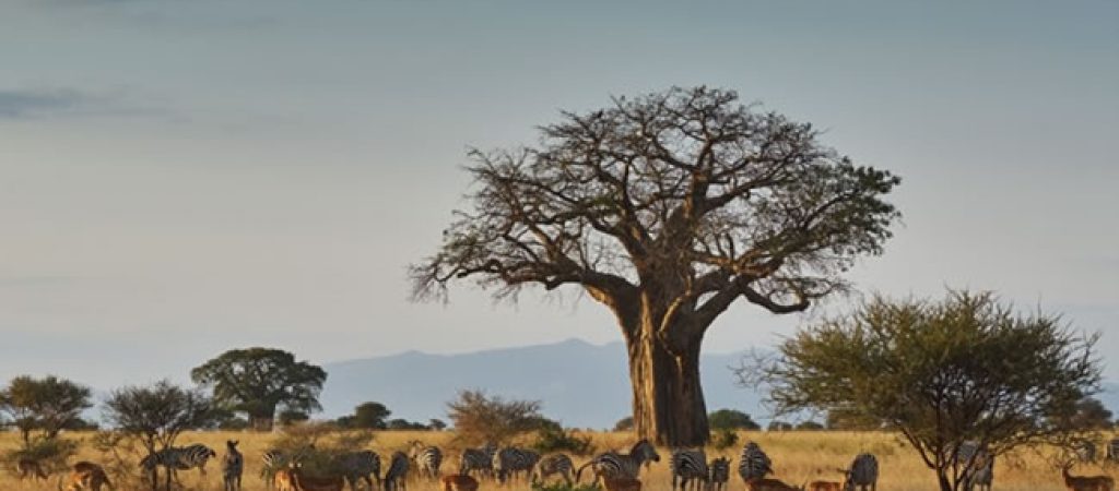Zibra In Tarangire Ow9sdxjsfynfxy2brt1f4um39pjahfda5dbs4ww51w