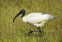 220px Black Headed Ibis (threskiornis Melanocephalus)