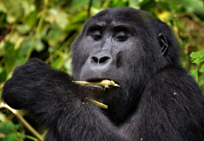 3 Days Uganda Gorilla Trekking Safari