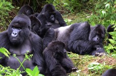 1-Day Rwanda Gorilla Trek( Transfer )