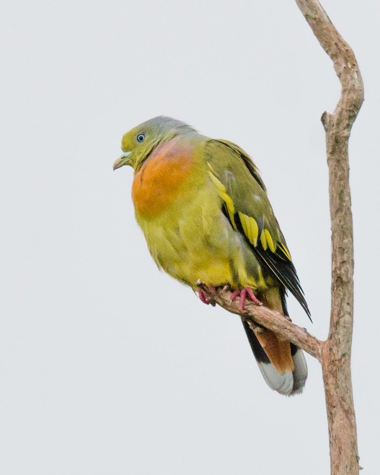 Orange Breasted Dove