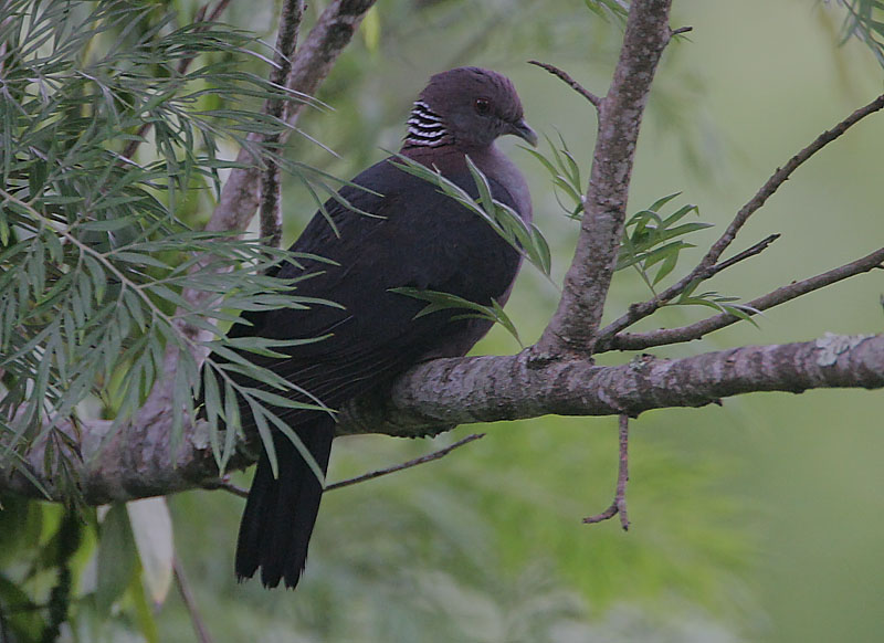 Sri Lanka Wood Pigeon (columba Torringtoni) (1)