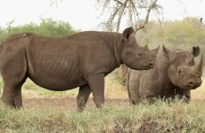 5-Day Tanzania Green Season Safari