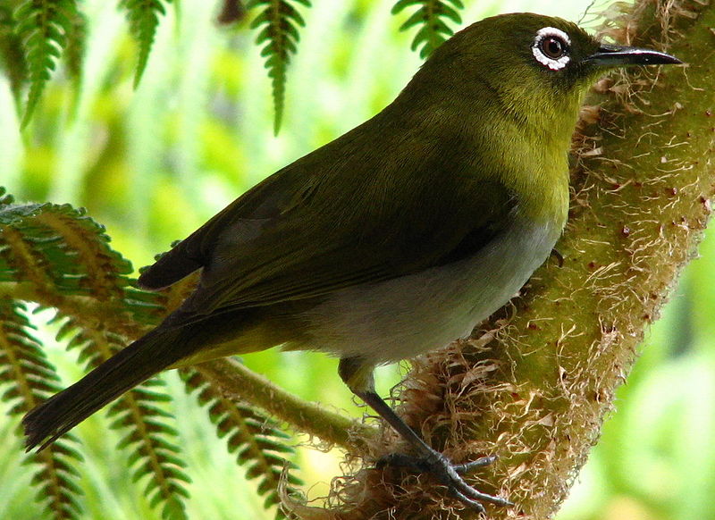 The Sri Lanka White Eye (zosterops Ceylonensis)