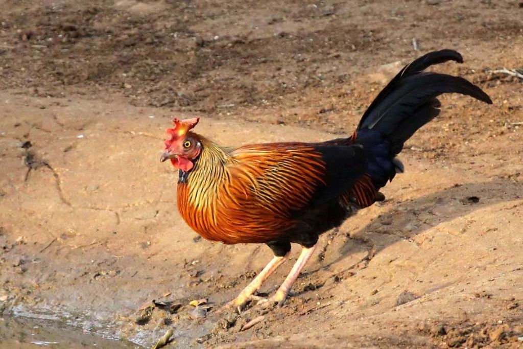 The Sri Lankan Junglefowl (gallus Lafayettii)