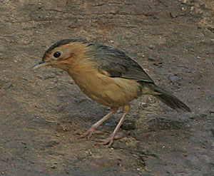 The Brown Capped Babbler (pellorneum Fuscocapillus)