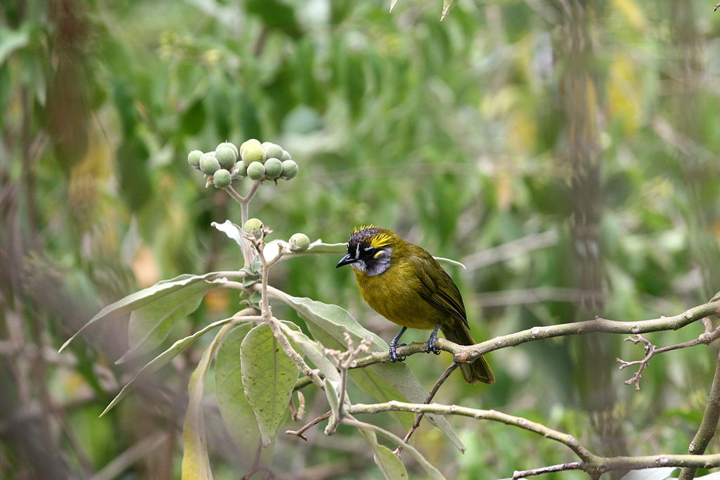 The Yellow Eared Bulbul (pycnonotus Penicillatus)