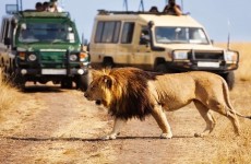 4-Day Manyara & Serengeti Safari