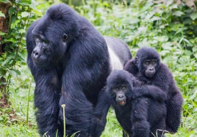 16 Days Uganda Total Experience