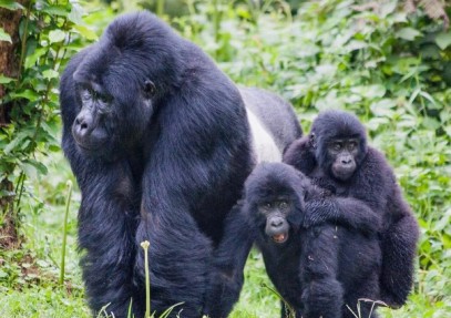 16 Days Uganda Total Experience
