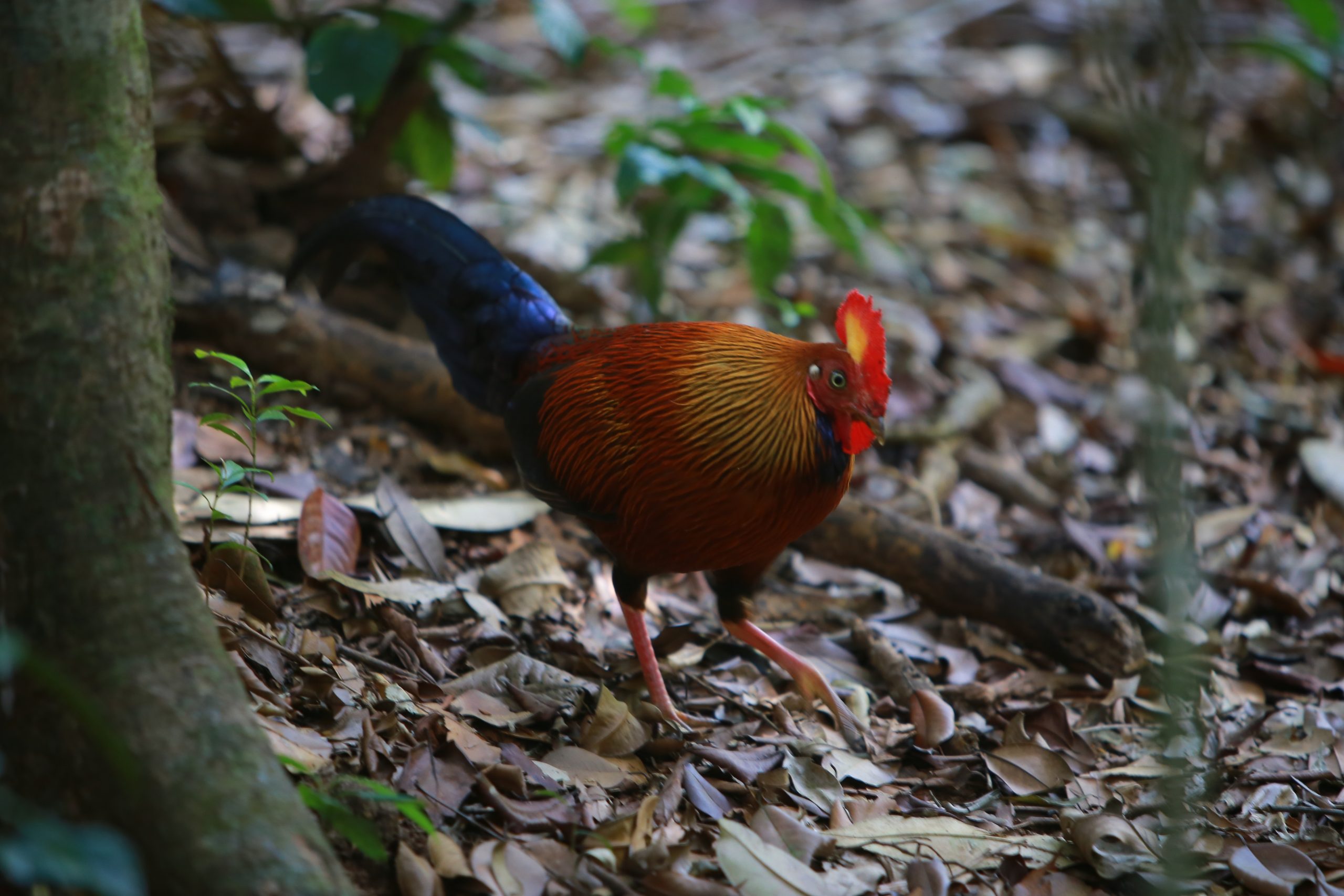 Cock 4242403 (1)
