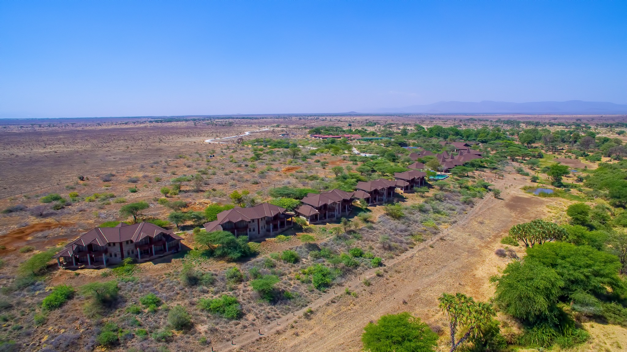 Samburu Simba1