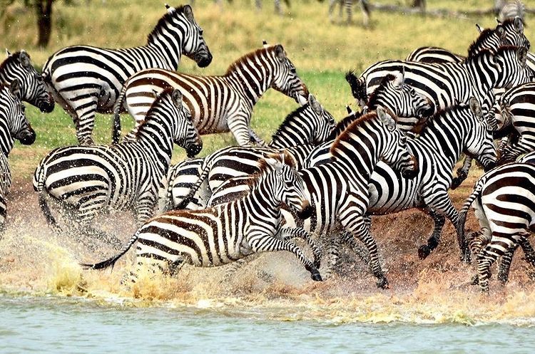Tanzaniawildlifeadventures 20220306 0002