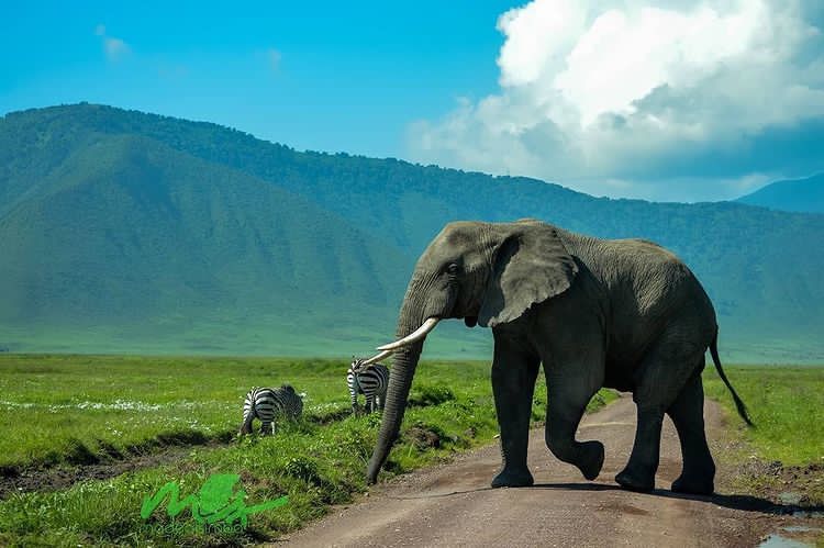 Tanzaniawildlifeadventures 20220306 0007