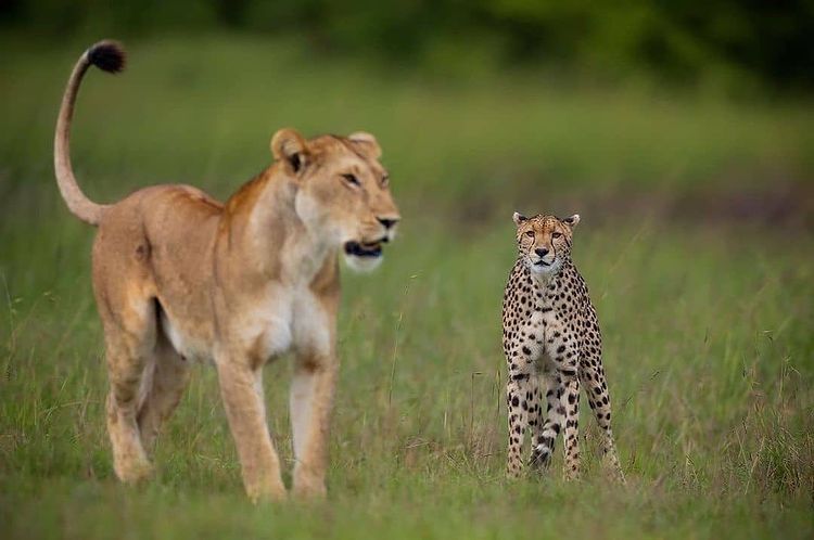 Tanzaniawildlifeadventures 20220306 0019