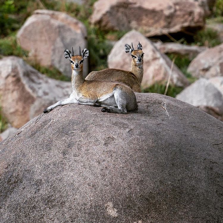 Tanzaniawildlifeadventures 20220306 0028