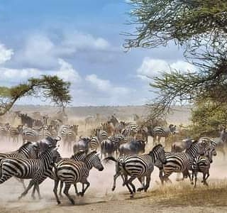 Tanzaniawildlifeadventures 20220306 0043