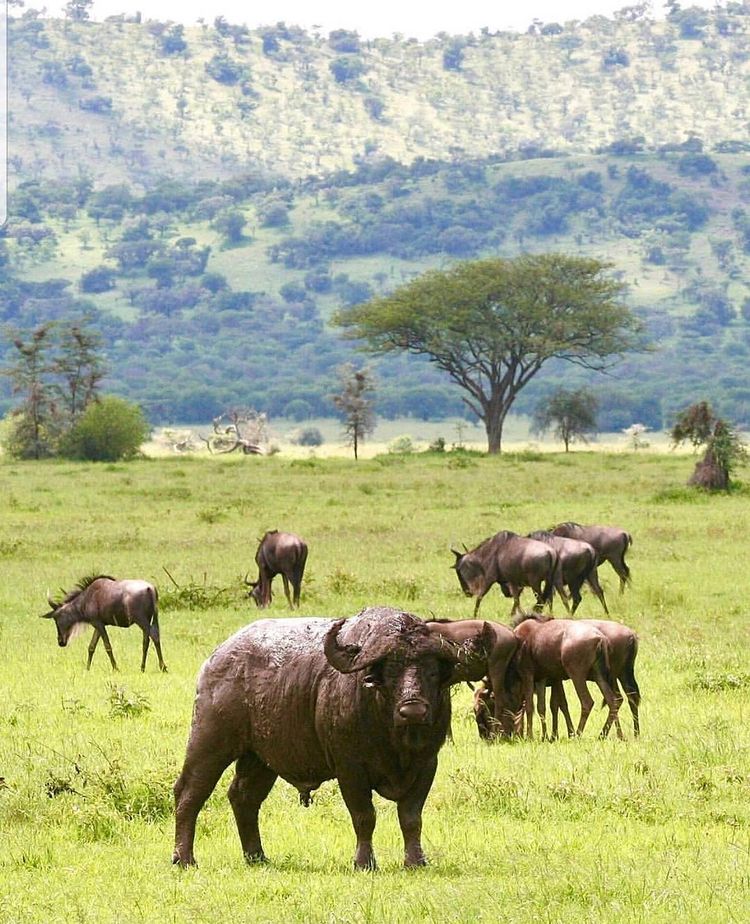 Tanzaniawildlifeadventures 20220306 0059