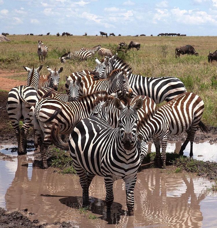 Tanzaniawildlifeadventures 20220306 0060