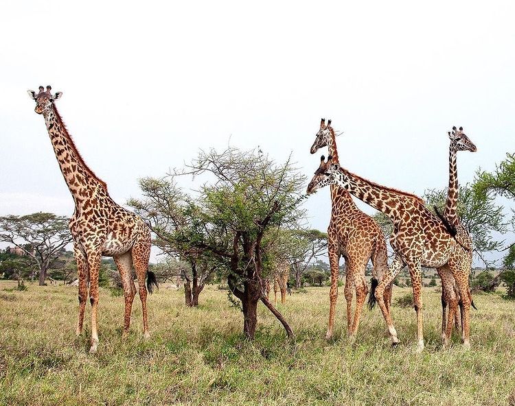 Tanzaniawildlifeadventures 20220306 0062