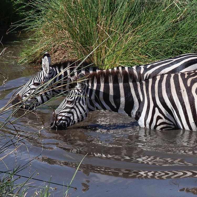 Tanzaniawildlifeadventures 20220306 0063