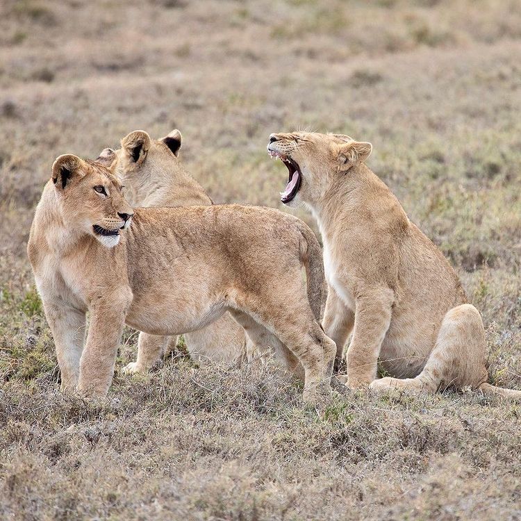 Tanzaniawildlifeadventures 20220306 0064